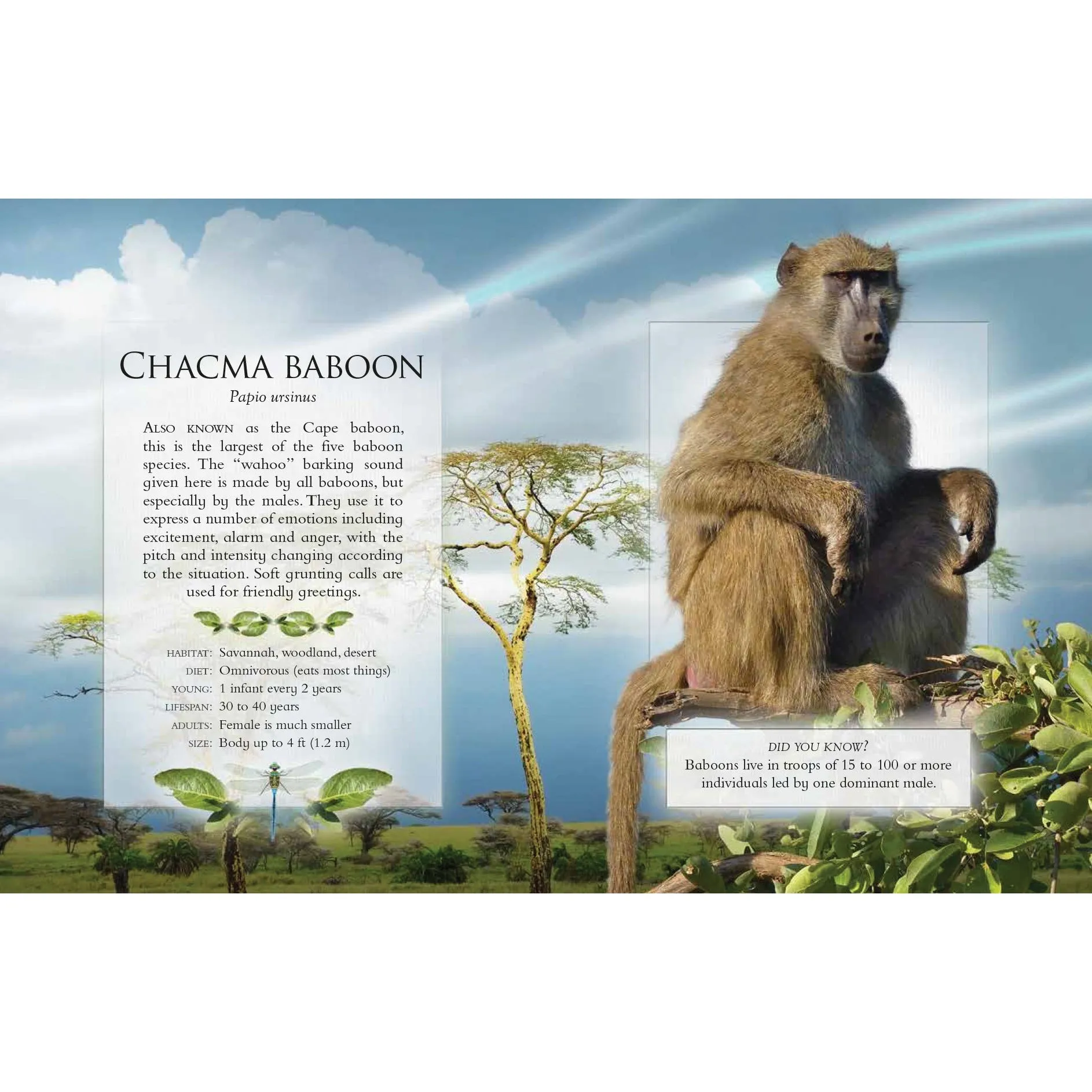 The Little Book of Safari Animal Sounds